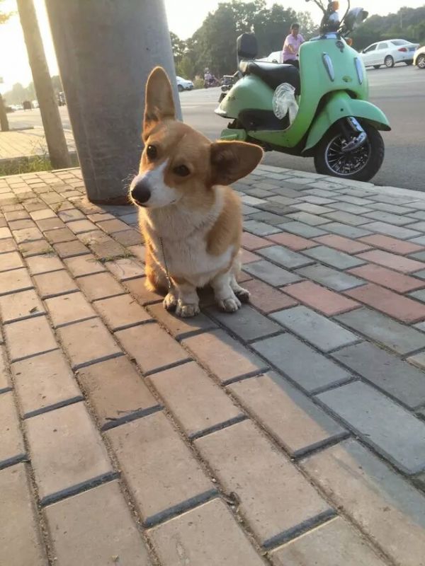 狗妈一岁时的照片