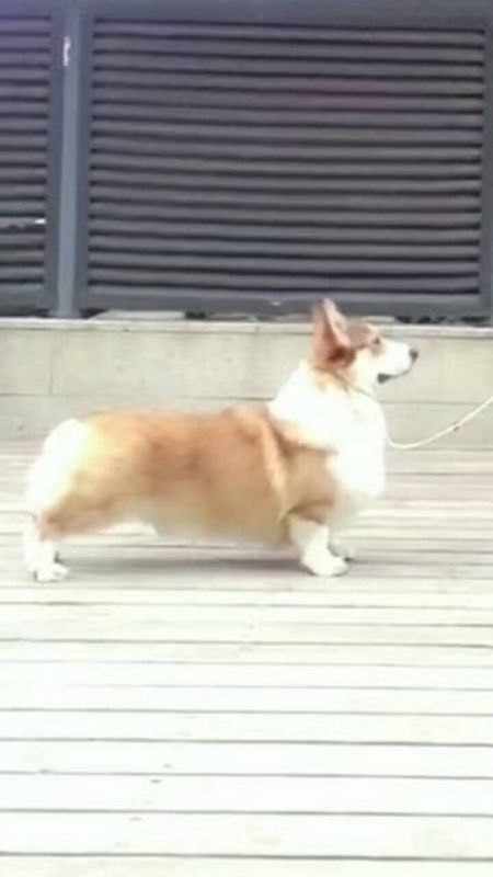 狗爸暴风雨