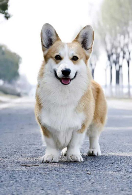 种公：普京-俄罗斯9国登陆冠军直子、中国超级登陆冠军