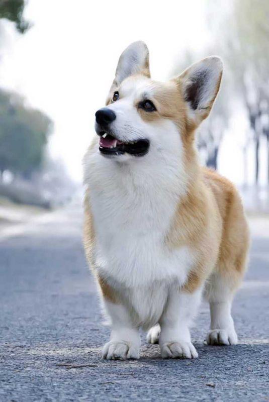 种公：普京-俄罗斯9国登陆冠军直子、中国超级登陆冠军