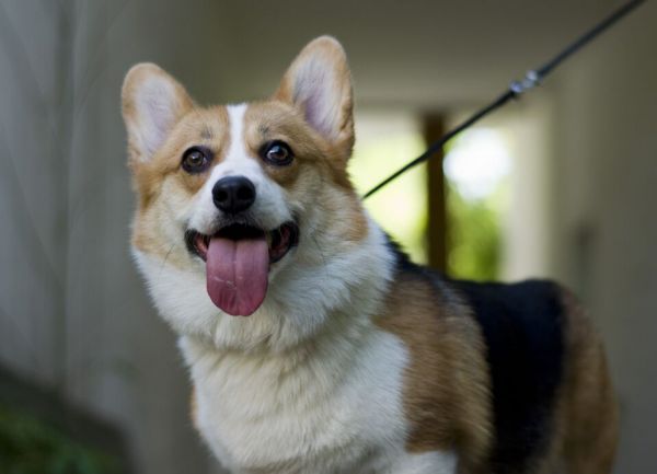 种母：unca，爷爷和外公均为中国登录冠军