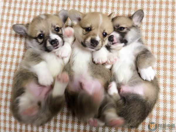 大家好！我们是三兄弟！