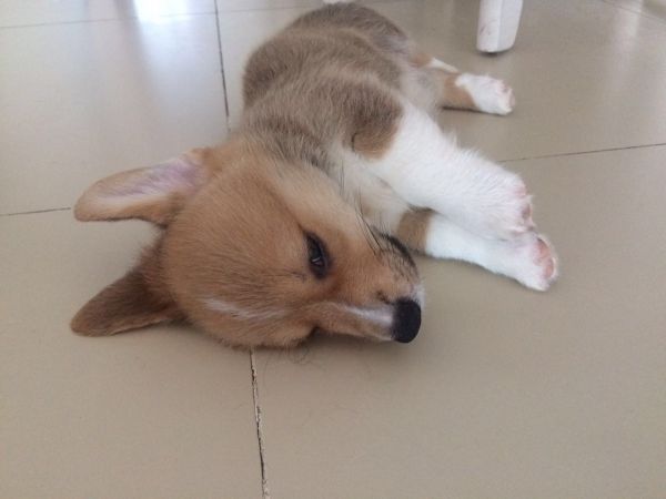 睡觉！