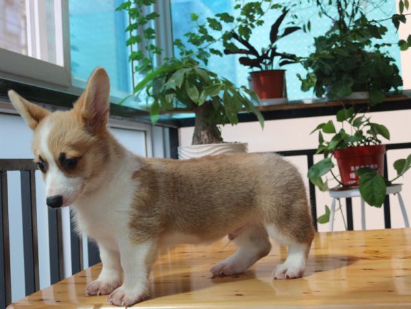 柯基幼犬价格