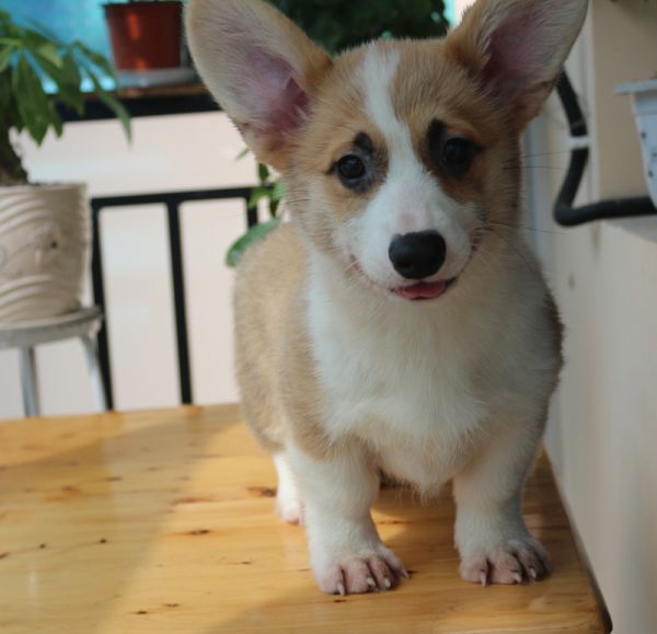 柯基犬出售