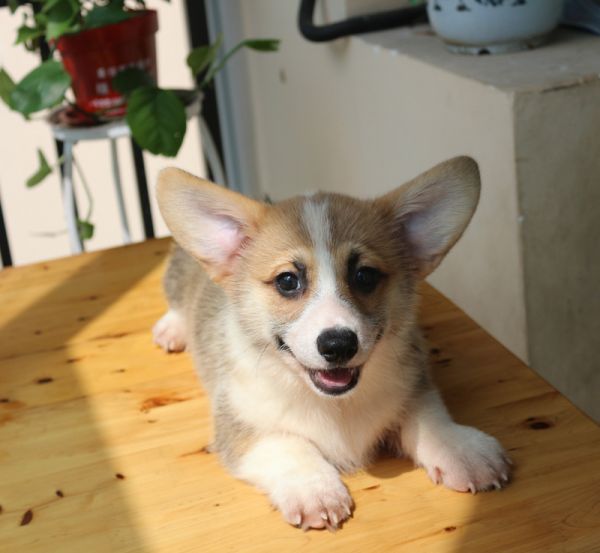 哪里有柯基犬卖