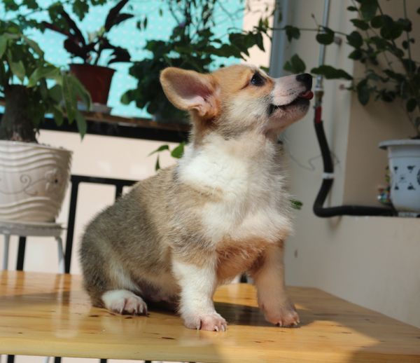 双色血统三通柯基犬出售