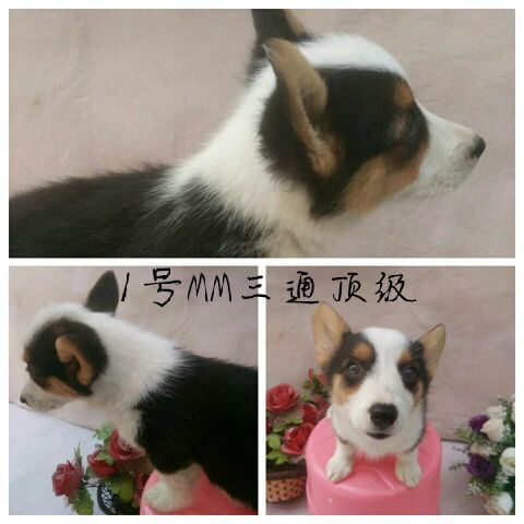 QQ图片20170501141934.jpg