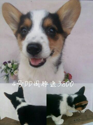 QQ图片20170514160309.jpg