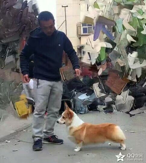 狗爸jerry