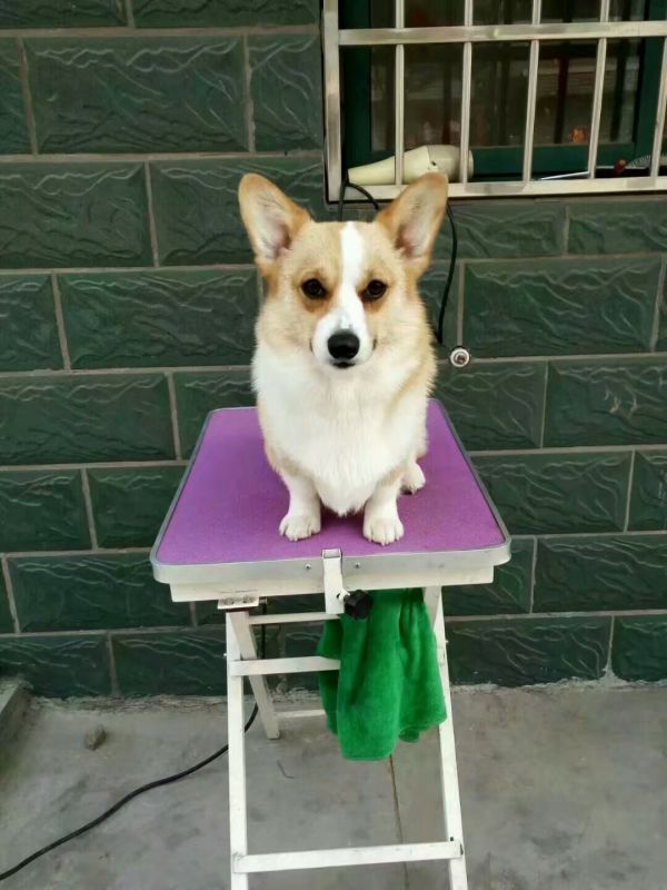 狗妈霹雳