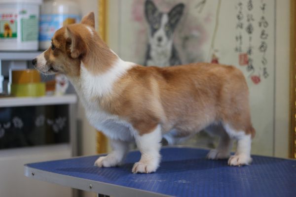 米苏 四个月 (3).JPG