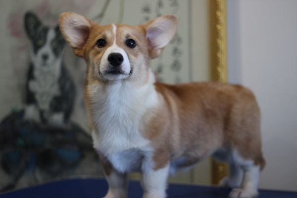 米苏 四个月 (18).JPG