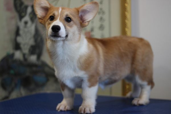 米苏 四个月 (20).JPG