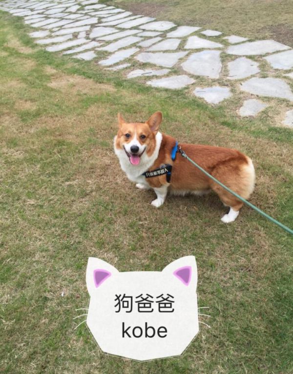 我家的二逼kobe