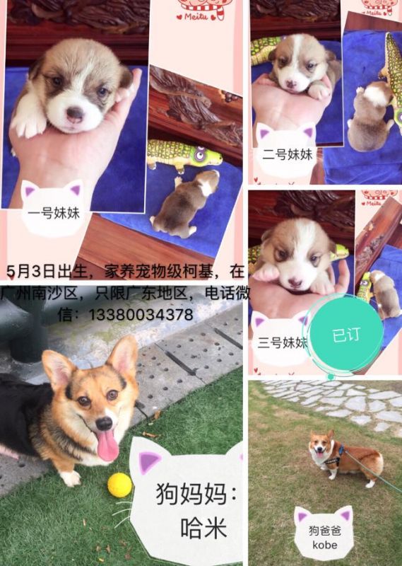 柯基妹妹