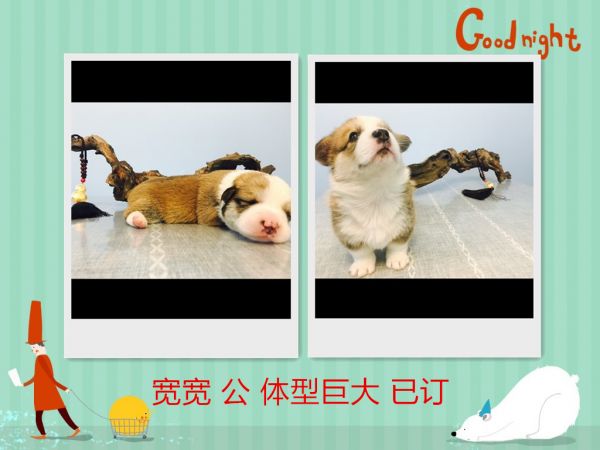 宽宽.jpg