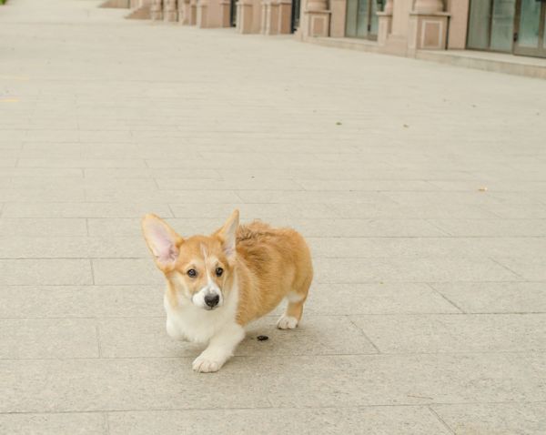 DSC_6749_副本.jpg