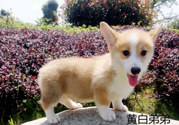IMG_20170526_104851_1_副本.jpg