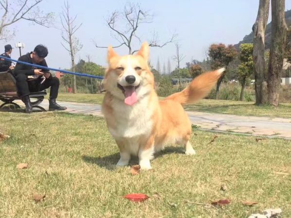 狗妈妈锤锤