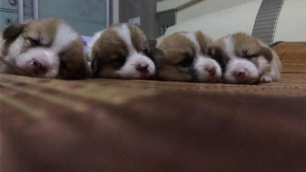 狗宝宝们~一起睡觉觉。