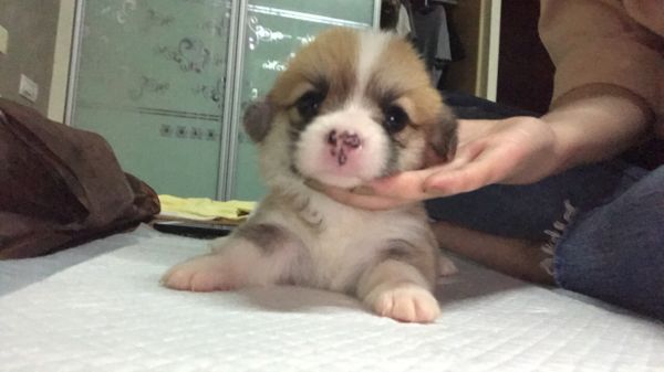 小母狗1