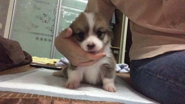 小母狗2