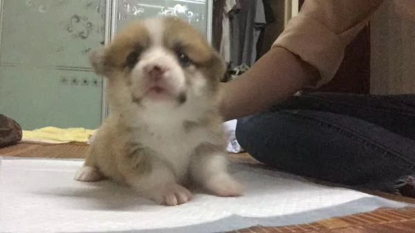 小母狗3