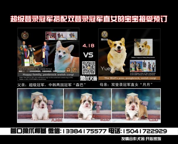 幼犬预订1_副本_副本.jpg