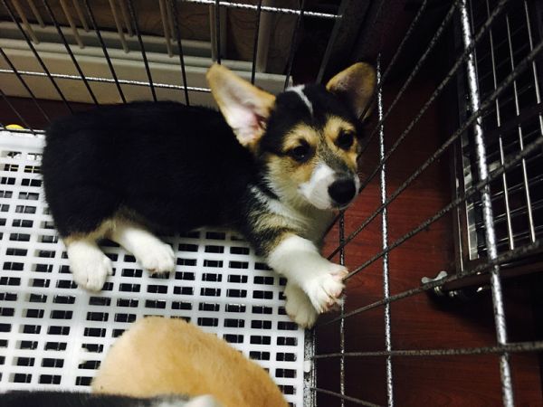 大H，公，体型巨大