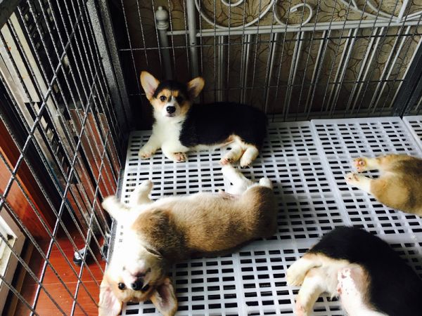 小H ，母，很甜美