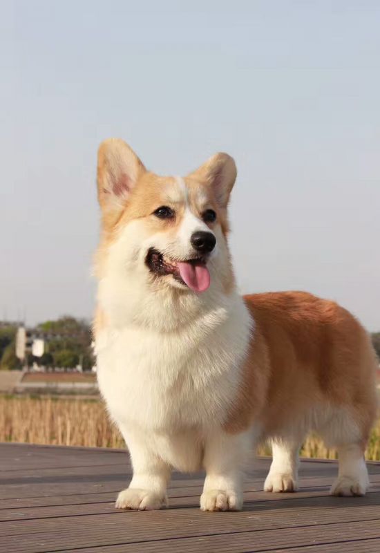狗粑粑