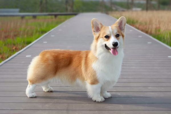 狗粑粑