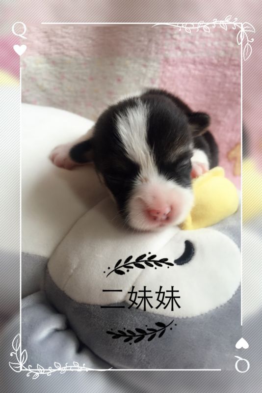 三色妹妹