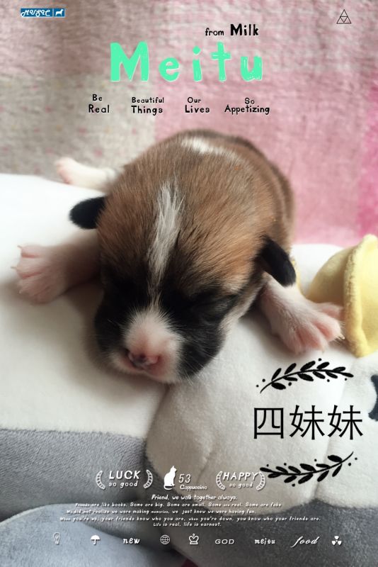 双色妹妹