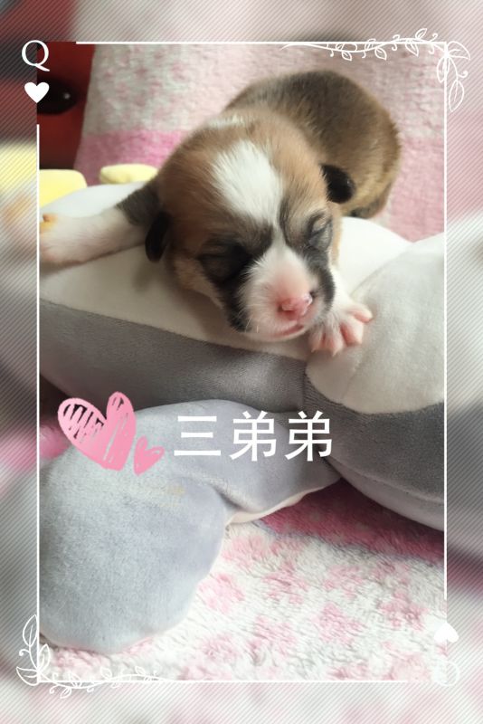 双色弟弟
