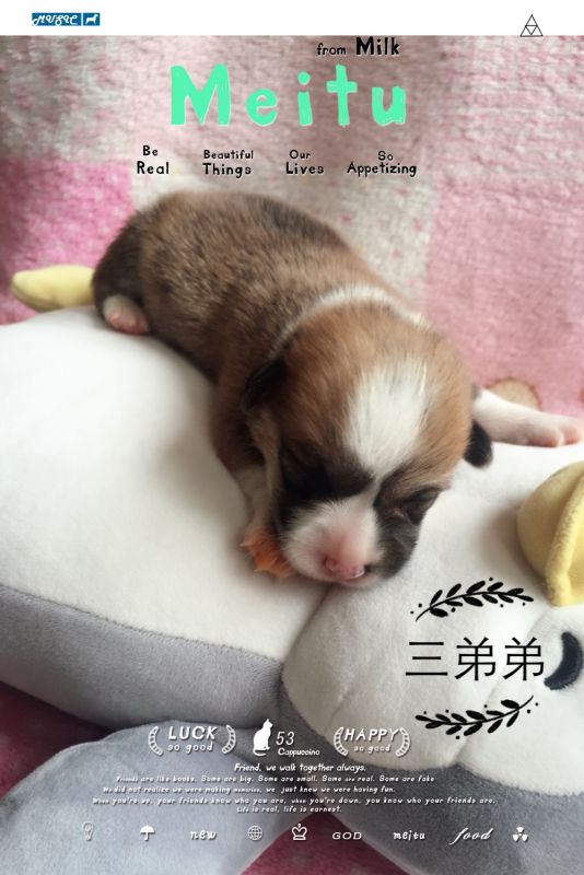 双色弟弟
