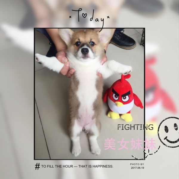 双色妹妹