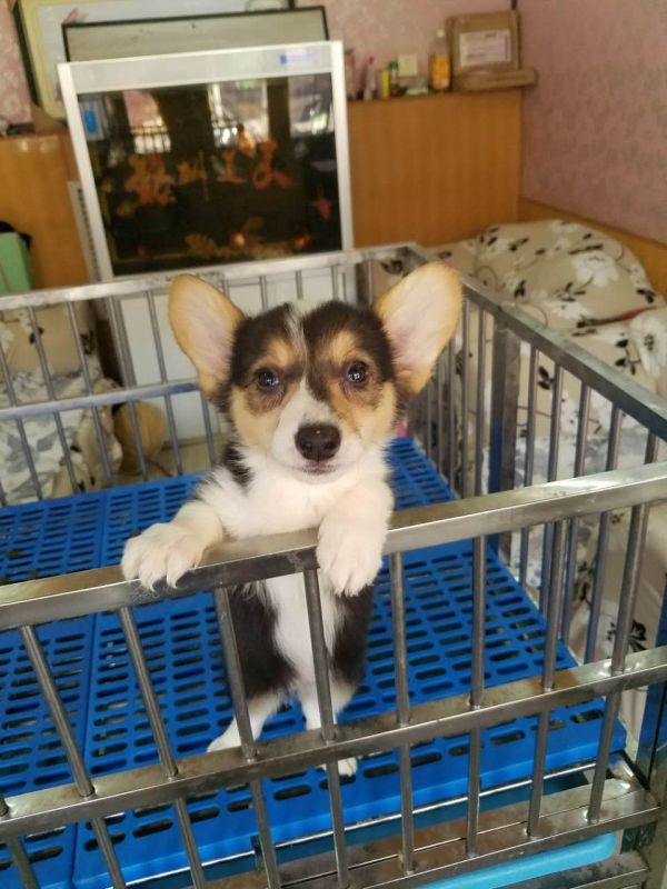 母