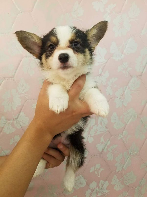 母