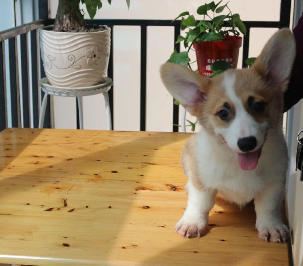 双色柯基幼犬出售