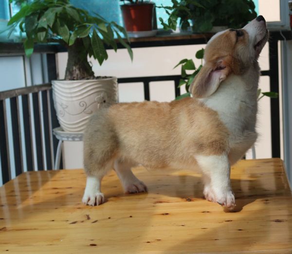 血统柯基犬出售