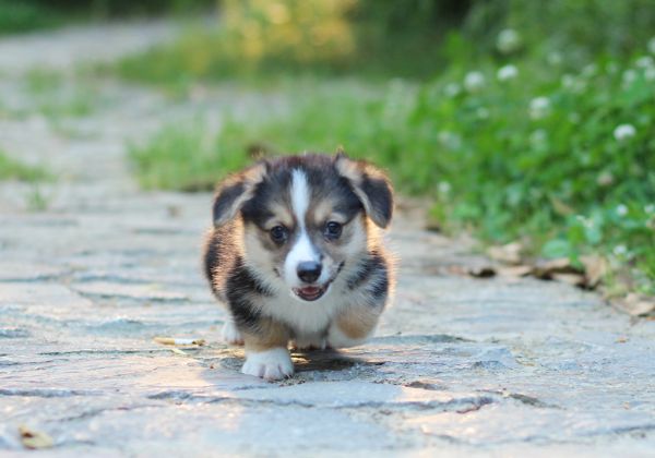 DD1