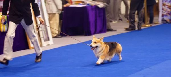 一只耳3.jpg