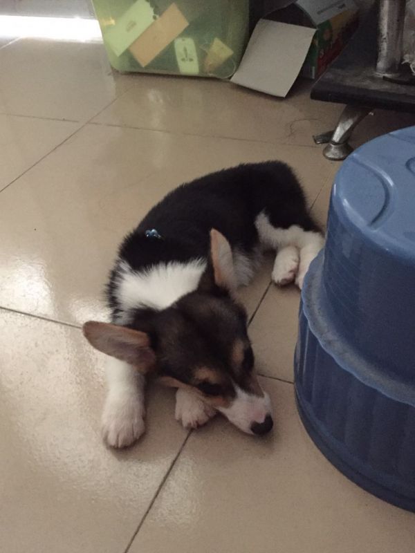 柯宝宝
