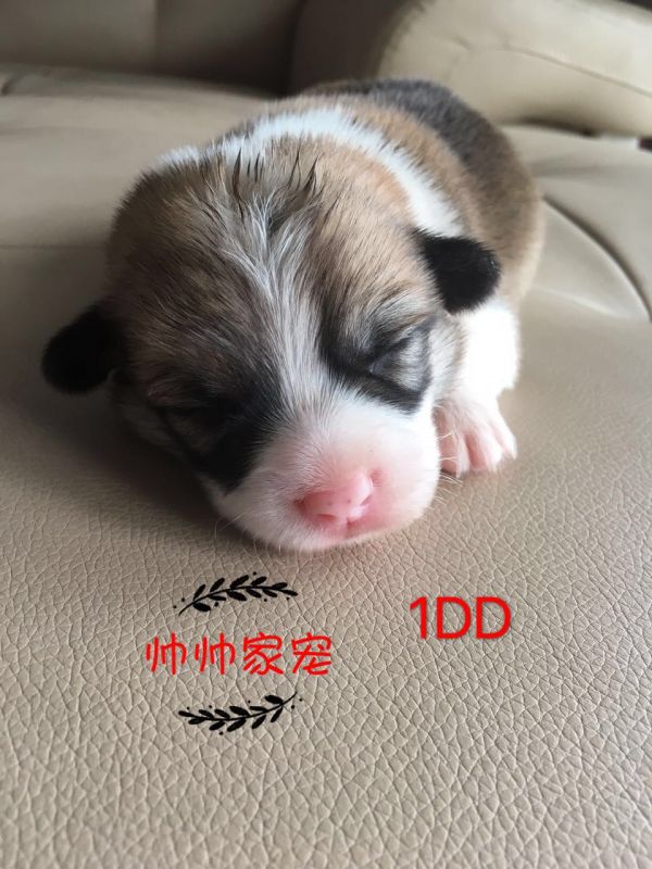 妩媚和无名的1dd