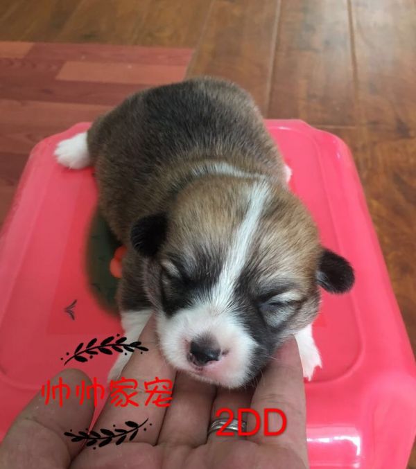 妩媚和无名的2dd