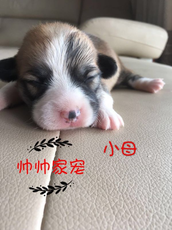 妩媚和无名的女儿