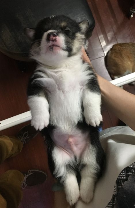 大H，公，黄头三色