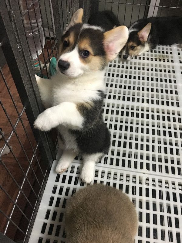 小天，母，黄头三色